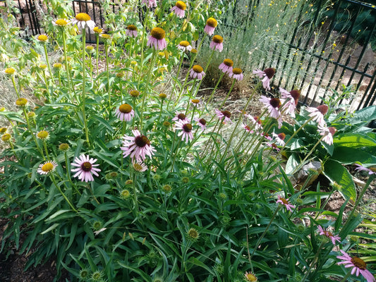 Grow Your Own Herb Garden