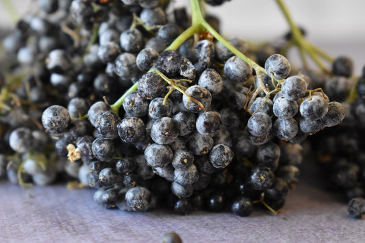 Elder Flower and Elder Berry's Health Benefits