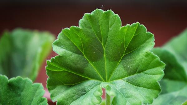 Geranium Leaf