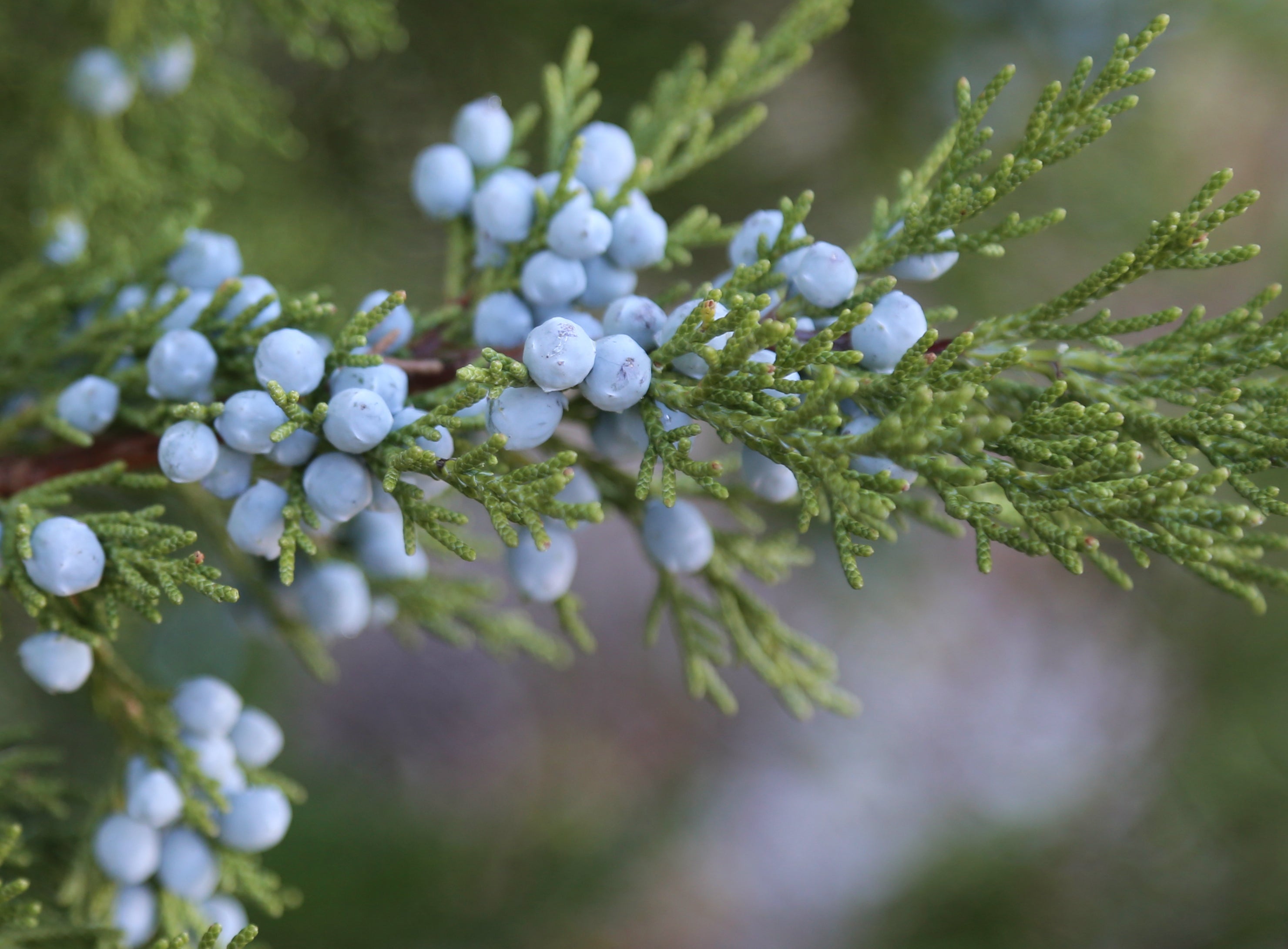 The Juniper Tree - Facts And Folklore | Herb Stop - Arizona's Herbal Store