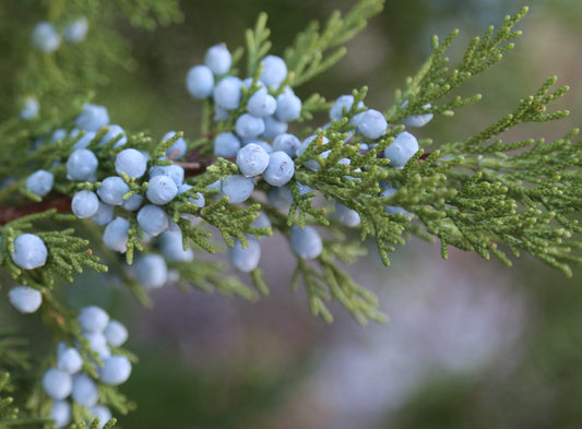 Juniper Tree