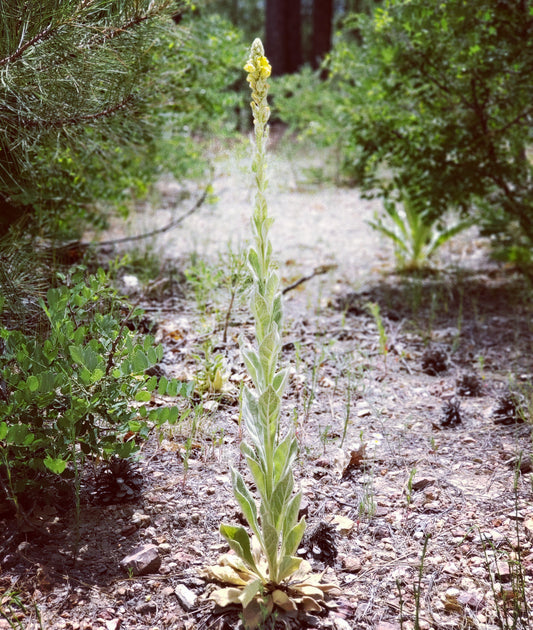 Mullein Leaf's respiratory benefits in the wild