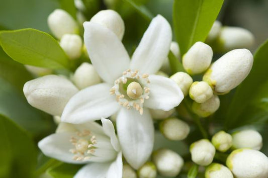 5 Ways To Use Neroli Essential Oil