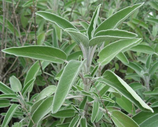 Dalmatian Sage Essential Oil