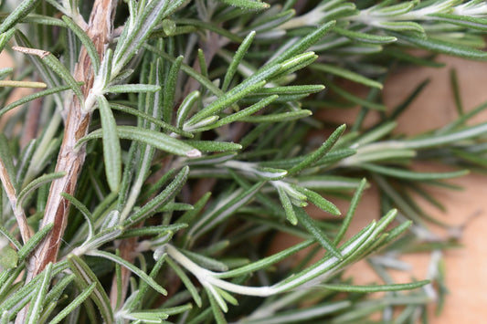 Health Benefits of The Rosemary Bush