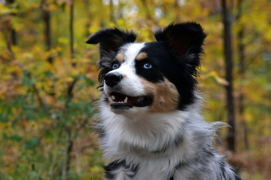 Mini Aussie Dog in the forest with changing leaves