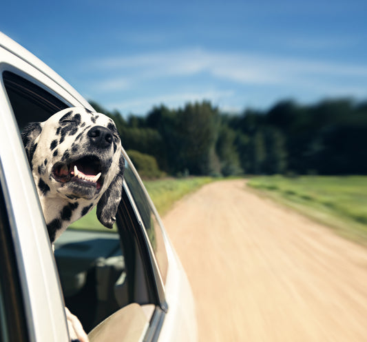 Dalmatian dog enjoying sticking his head out of the moving car window