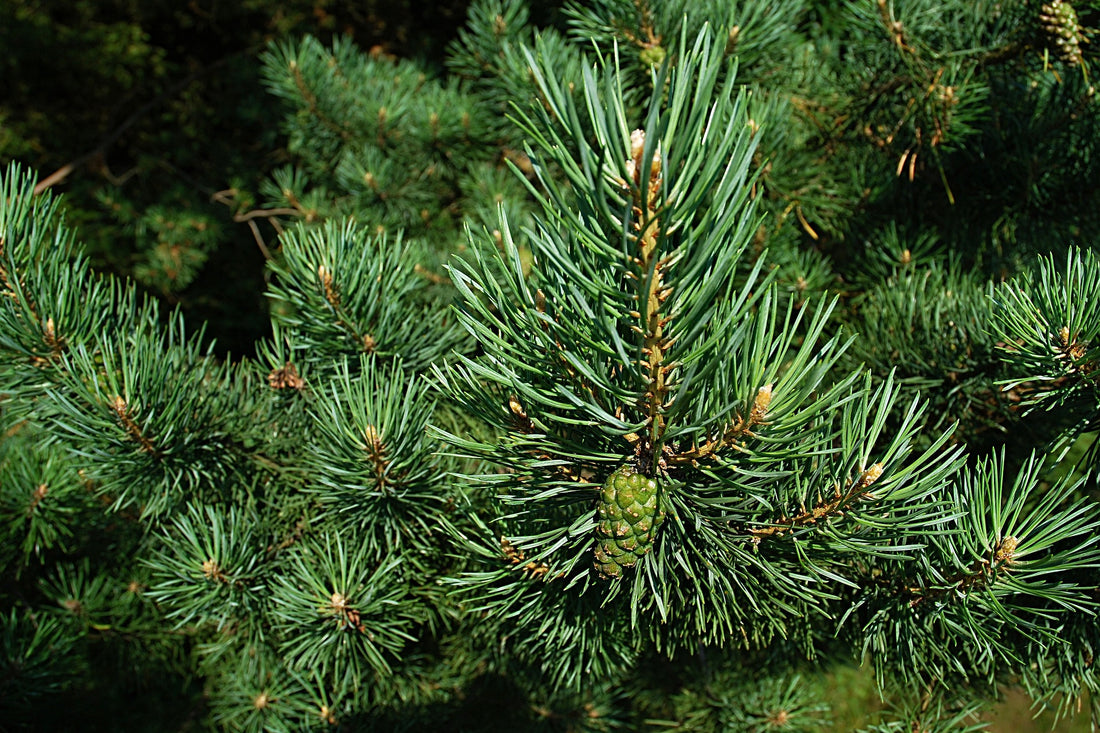 Pine Needles for Tea