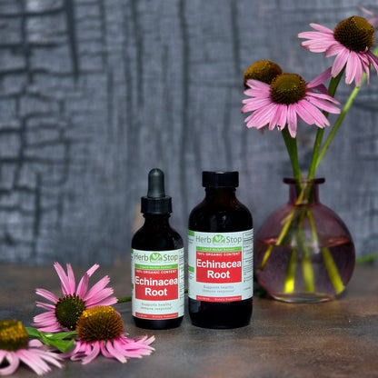 Echinacea Root Liquid Extracts with fresh flowers