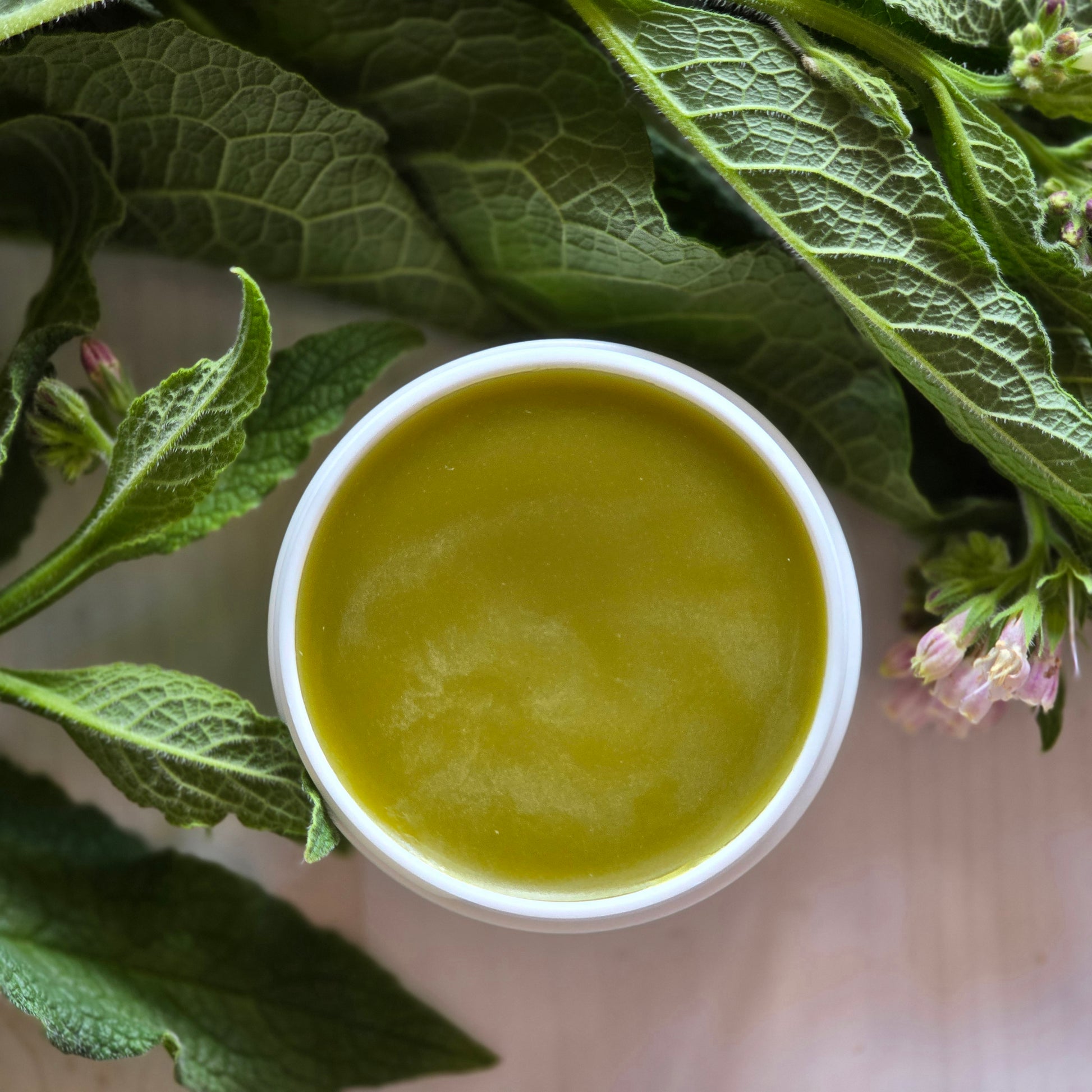 Comfrey Salve surrounded by fresh comfrey leaves