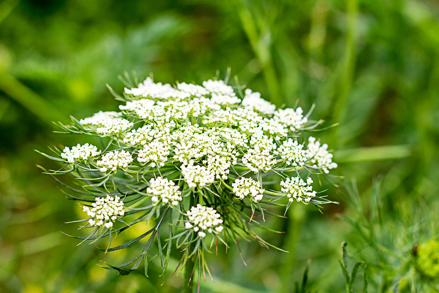 Carrot Seed Essential Oil