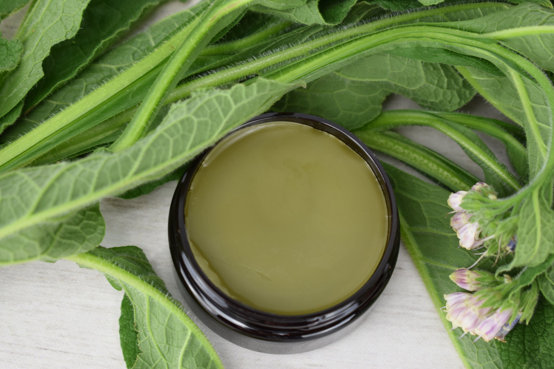 Comfrey Salve with fresh Comfrey