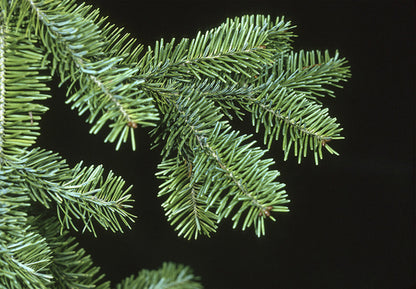 Balsam Fir Essential Oil