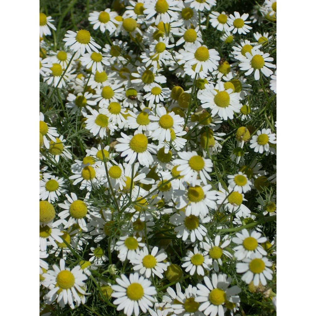 German Chamomile Essential Oil