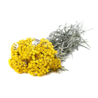 Helichrysum Essential Oil