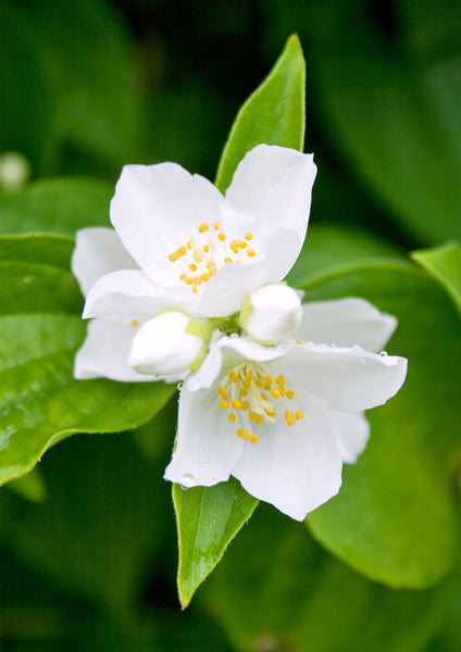 Jasmine Absolute - 1/2 oz | Mountain Rose Herbs