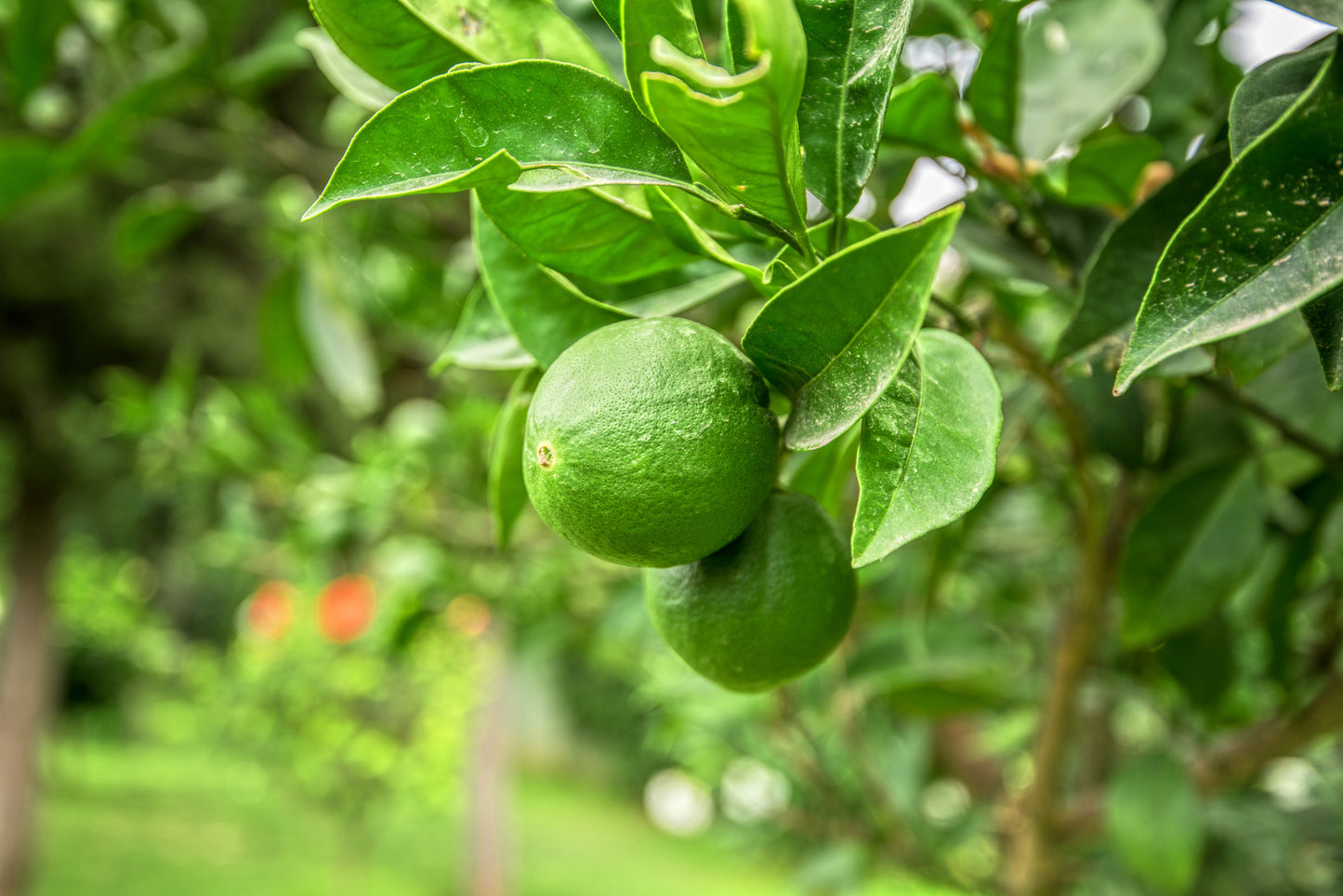 Key Lime Essential Oil