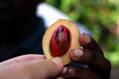 Nutmeg Essential Oil