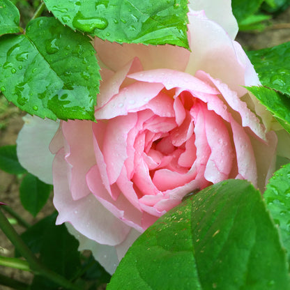 Rose Absolute Essential Oil