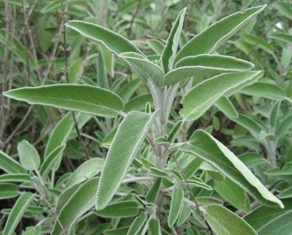 Dalmation Sage Essential Oil