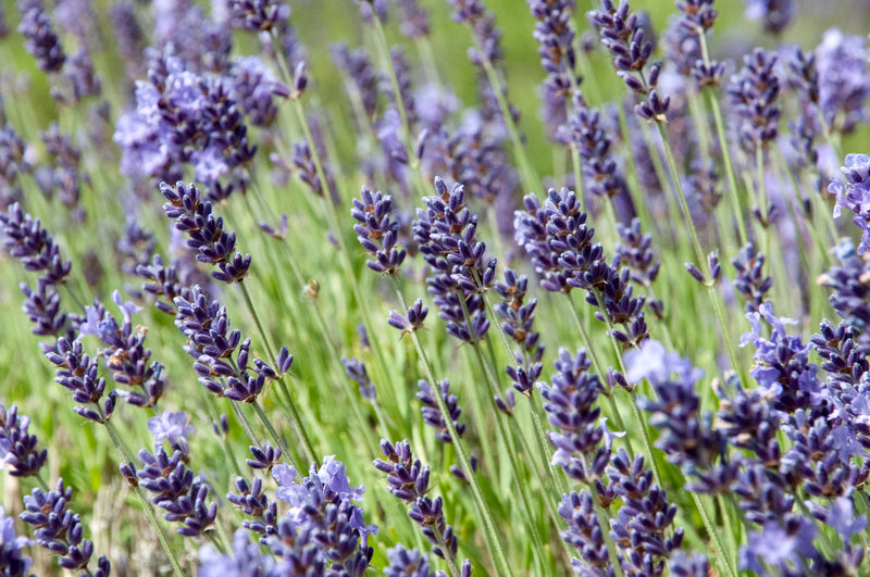 Spike Lavender Essential Oil