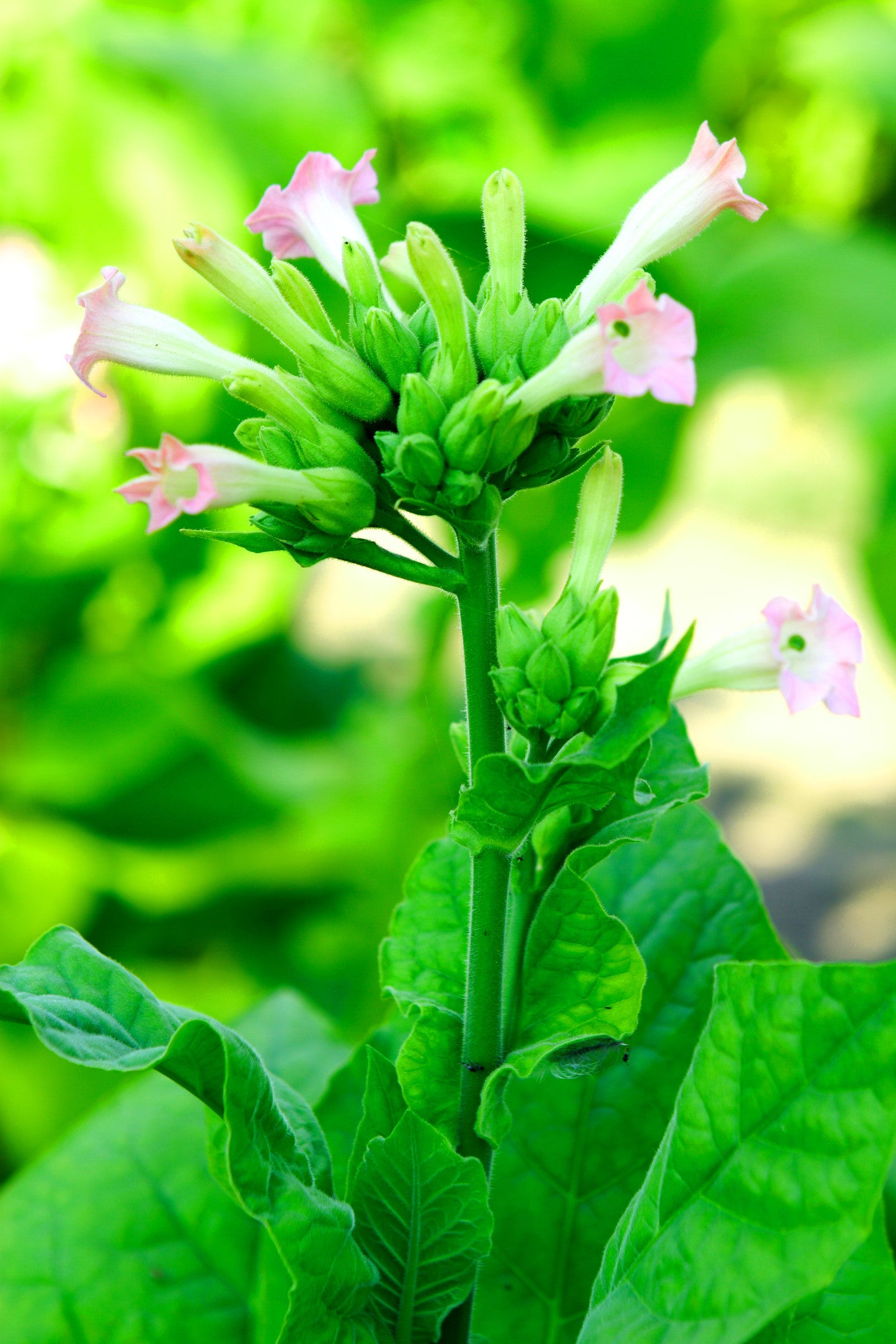 Tobacco Essential Oil