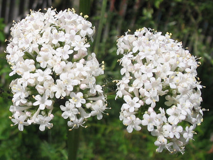 Valerian Essential Oil