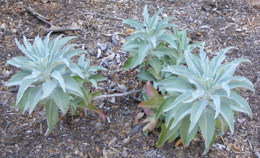 White Sage Essential Oil