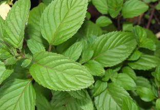 Bergamot Mint Essential Oil