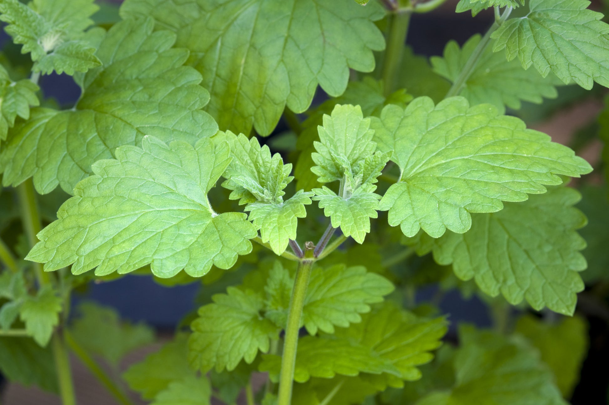 Catnip Essential Oil