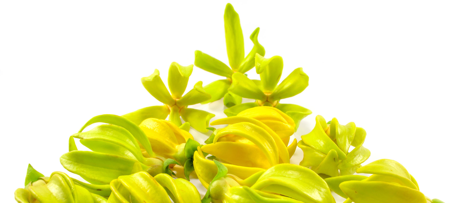 Ylang Ylang Essential Oil