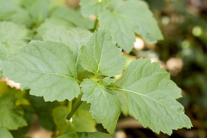 Patchouli Essential Oil